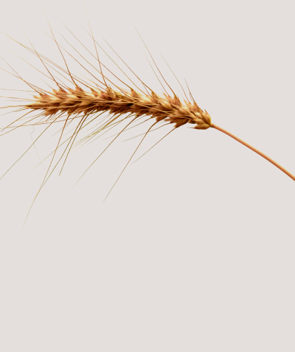 wheat